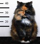 Фотография dubinushka